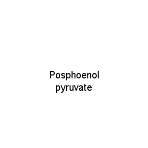 Posphoenol pyruvate